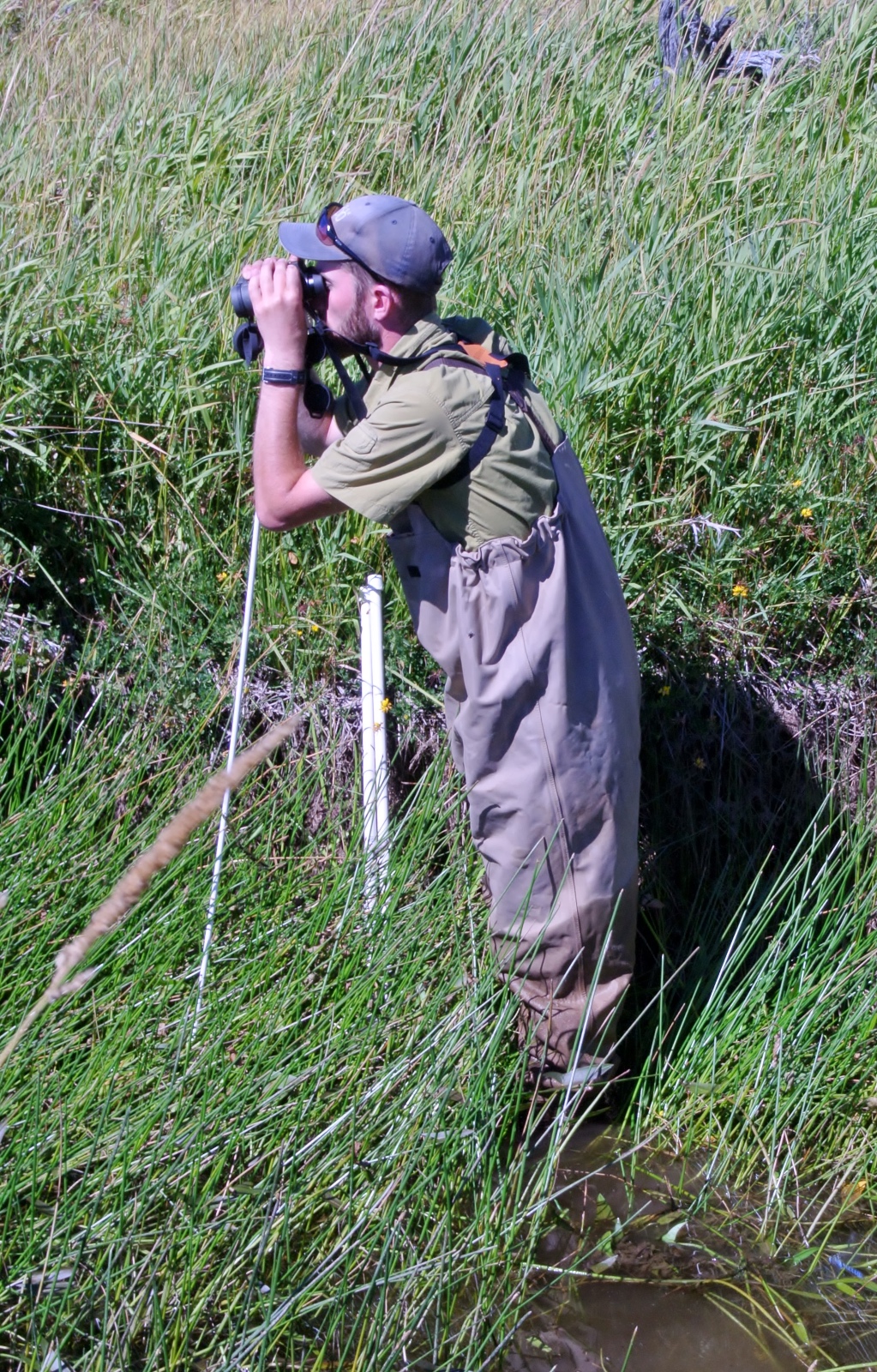Tidwell and Hayes  01 Tidwell surveying for frogs